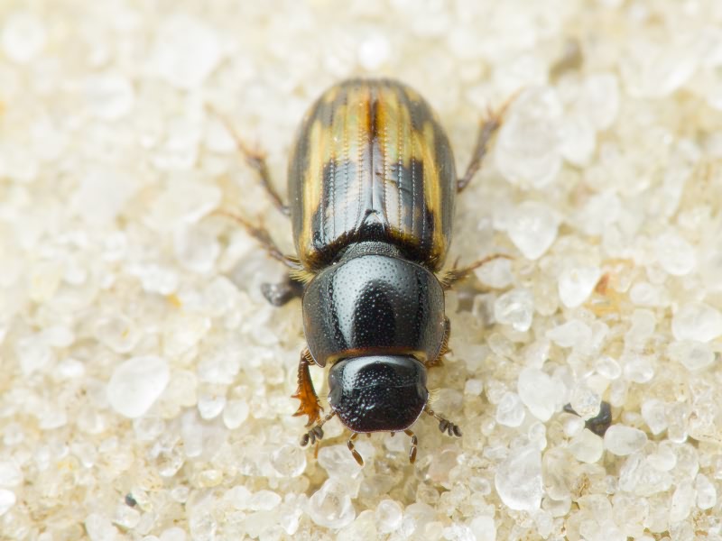 Aphodius Illiger, 1798